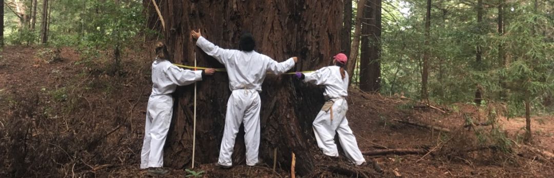 students measuring large redwood tree