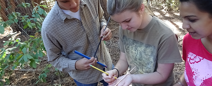 UCSC Campus Natural Reserve Continuous Forest Inventory (CFI Fall 2015) interns measure tree growth rates. 