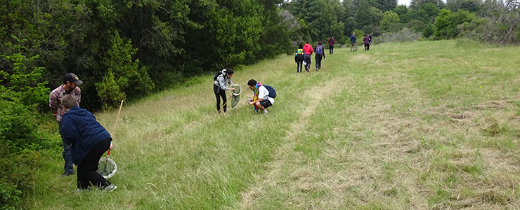UCSC Environmental Studies 100 (Ecology and Society) students examine insect diversity in Porter Meadow on UCSC campus