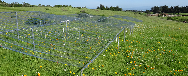 Enclosures are used on an International Drought Experiment study plot in the UCSC Campus Natural Reserve to simulate drought conditions. 