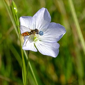 A native hoverfly shown landing on a blue flax flower