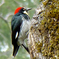 Woodpecker perched on a tree in the Forest Ecology Research Plot