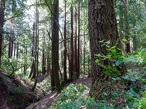 Redwood and douglas fir grow in the headwaters of Cave Gulch