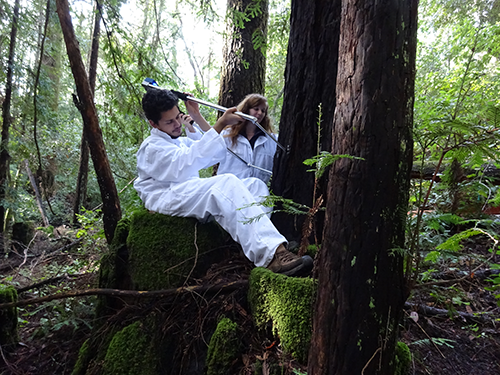 FERP interns measure a redwood with an electronic caliper