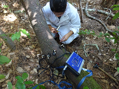Forest Ecology Research Plot undergraduates study forest ecology using sonic tomography