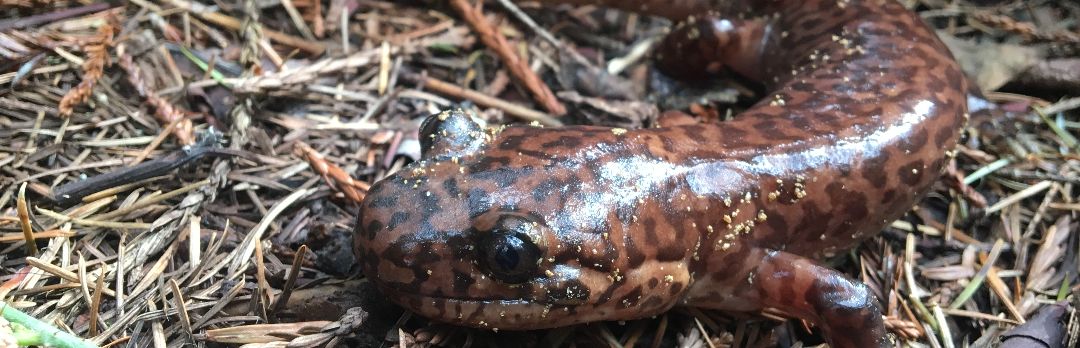 California giant salamander