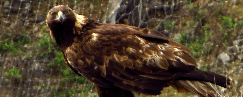 Photo of golden eagle