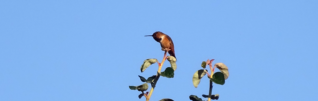 Hummingbird perched on a currant shrub.