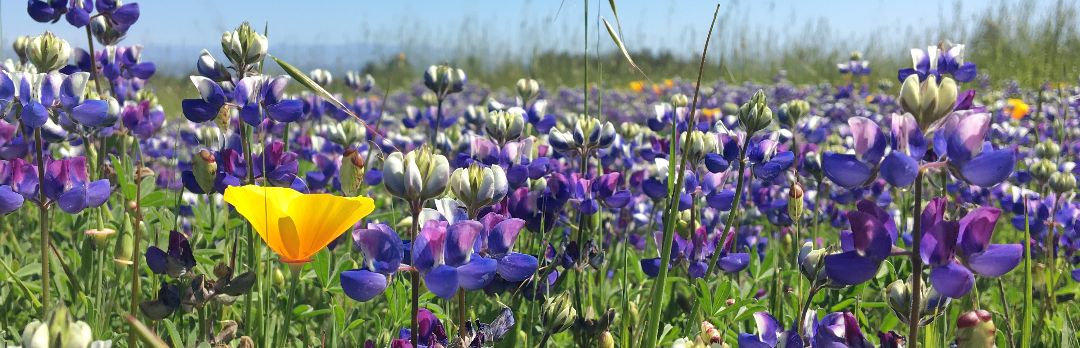 Sky lupines in meadow