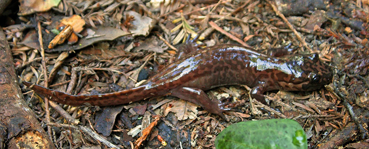 California giant salamander in the Cave Gulch area of UCSC Campus Natural Reserve