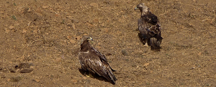 A pair of Golden Eagles in the UCSC Great Meadow