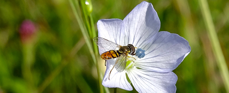 Image depicts a hoverfly on a flax flower