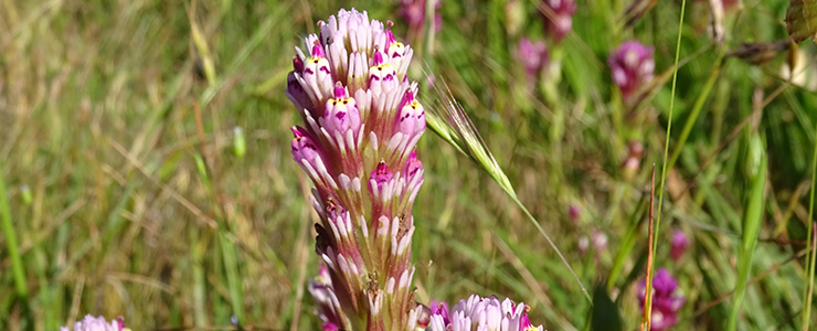 Owl Clover in a meadow in the UCSC Campus Natural Reserve