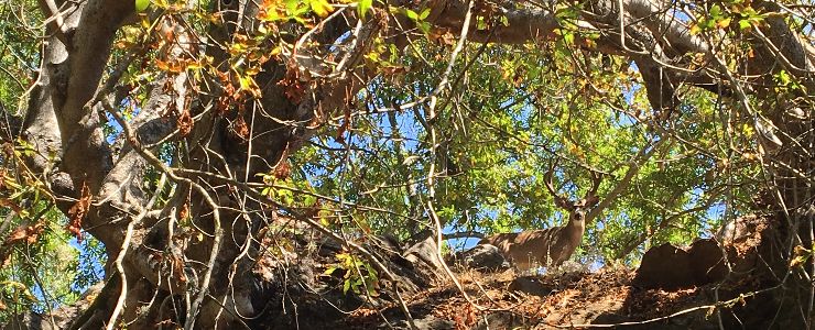 deer under buckeye tree