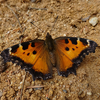 California Tortoiseshell Moth