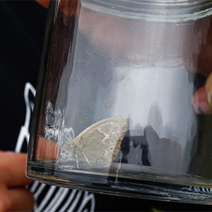 A moth is temporarily captured in a jar for observation