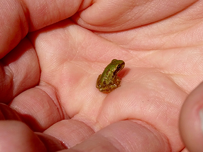 juvenile pacific chorus frog