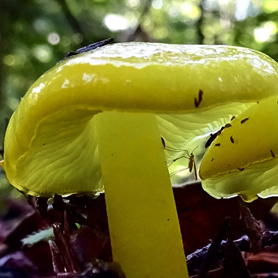 A mosquito perched on the stalk of a Gel Cap mushroom.