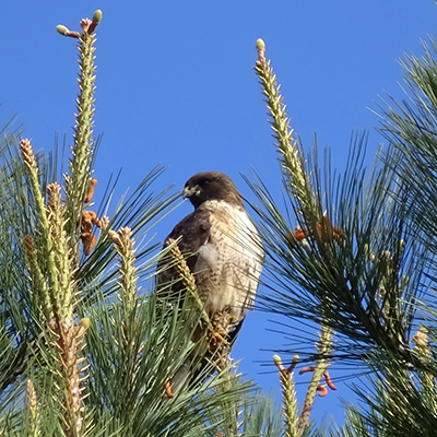 Redtail Hawk, perched on a conifer. 