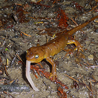 A rough-skinned newt eats an earthworm in the Forest Ecology Research Plot