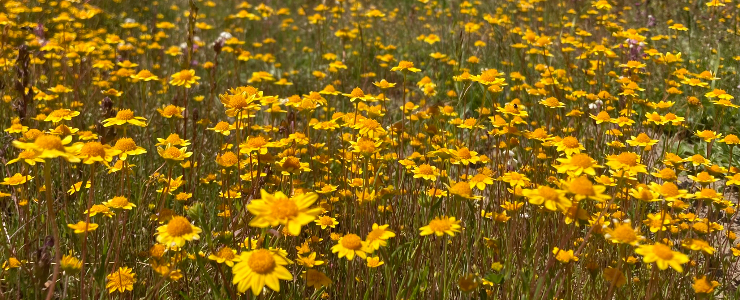 field of goldfields wildflowers