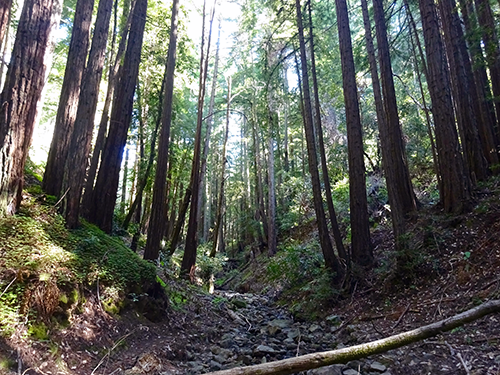 Redwood Stands cross the Cave Gulch