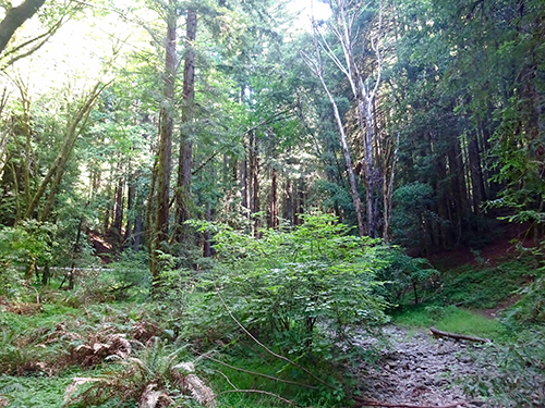 California Hazel, coast redwoods, tanoak, madrone and Douglas fir populate the Cave Gulch Habitat. 