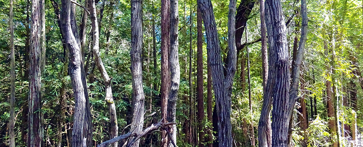 Chinquapin trees are most abundant in the East Slope area of UCSC Campus Natural Reserve