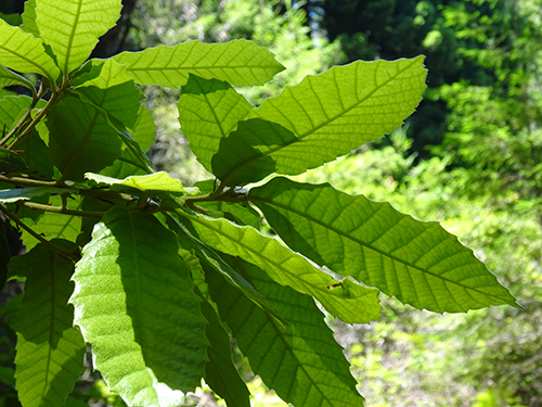 Tanoak leaves 