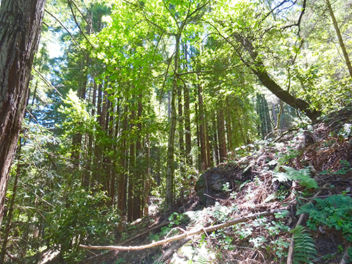 Rugged topography characterizes the east slope area.