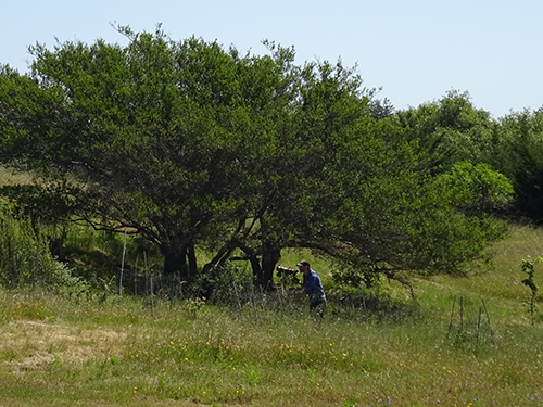 Reserve Manager Alex Jones stands under an oak tree and uses a scope to observe birds on the Lower Moore Creek section of the UCSC Campus Natural Reserve