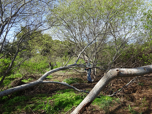 Large willow with prostrate branches in Moore creek. 