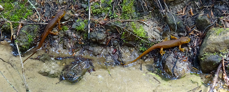Rough Skinned Newts in a seasonal creek on the UCSC Forest Ecology Research Plot (UCSC FERP)