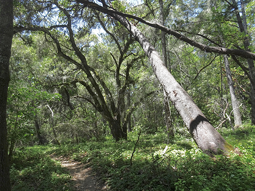 Live oak woodland in Seven Springs