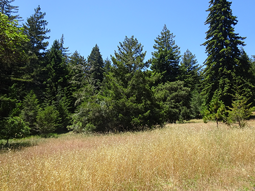 Crown Meadow in the seep zone