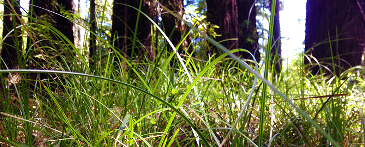 Water-loving slough sedge growing in the the seep zone on UCSC Campus Natural Reserve
