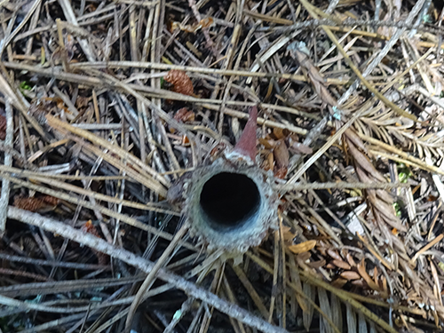 Turret Spider den opening, made from silk and forest litter