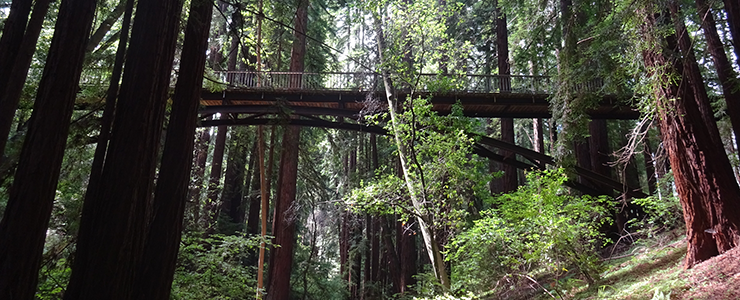 Pedestrian bridges cross Upper Moore Creek, giving perfect vantage points for observing riparian forest canopy.