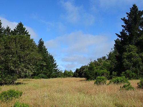 Douglas fir and coyote brush encroach upon the open Coastal Prairie habitat in West Marshall Field