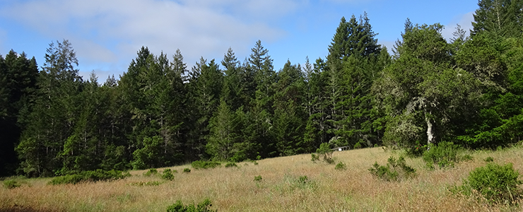 West Marshall Field meadow and mixed conifer forest