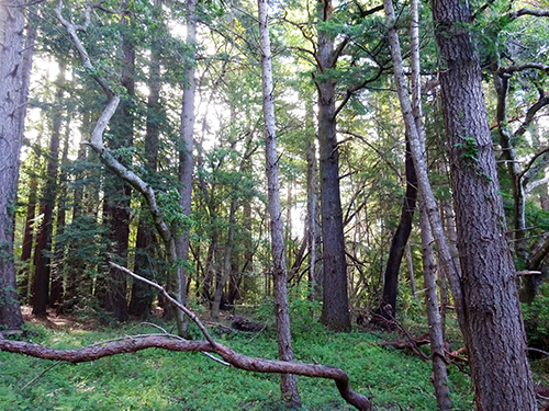 Douglas Fir, pacific madrone, coast redwood, coast live oak, and Shreves oak occupy the mixed conifer forest in West Marshall Field