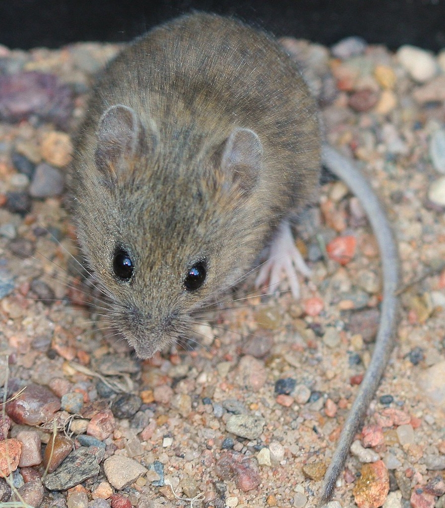 Western harvest mouse