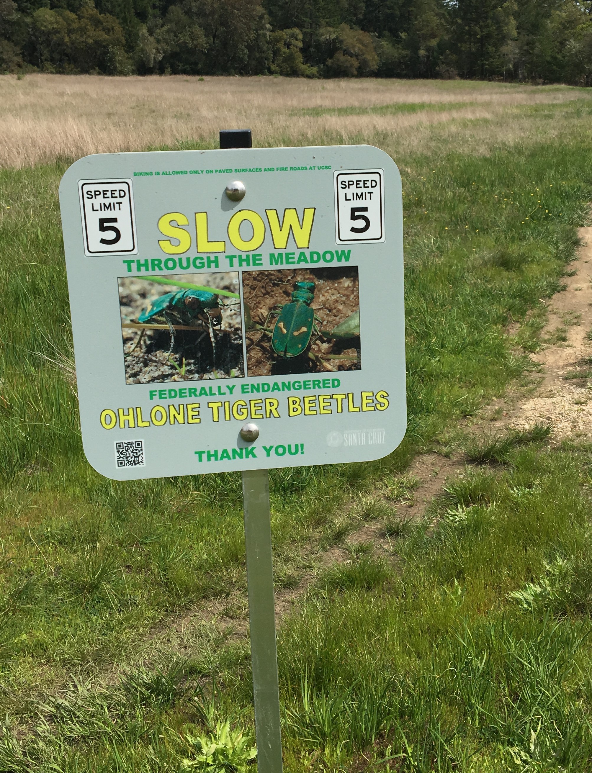 Ohlone tiger beetle sign