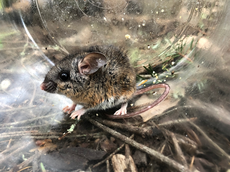 Pinyon mouse